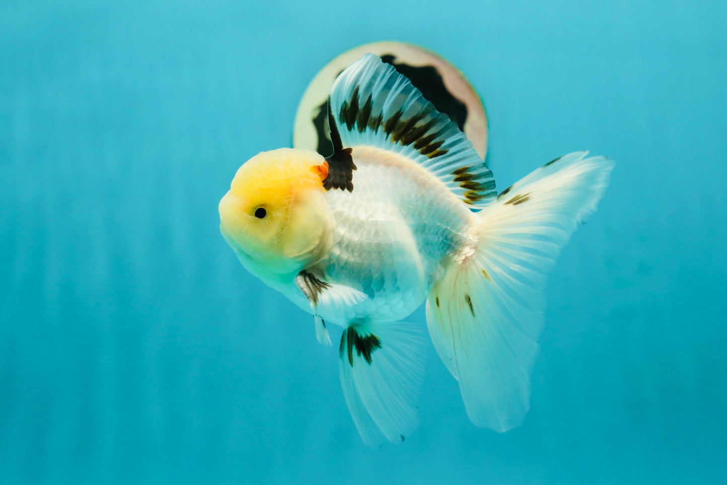 A Grade Lemonhead Tricolor Oranda Male 5 inches #111524OR_26