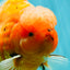 CHONKY A Grade Sakura Oranda Male 6 inches #070626OR_13