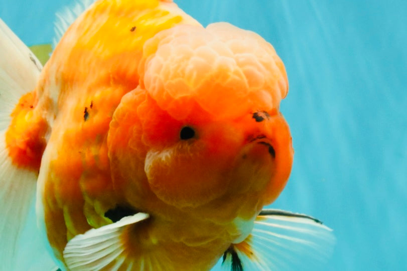 CHONKY A Grade Sakura Oranda Male 6 inches #070626OR_13