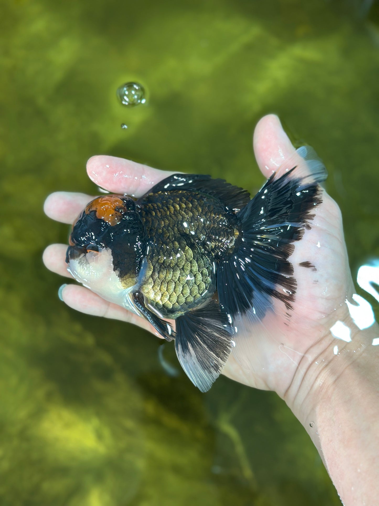 A Grade Lava Head Tricolor Oranda Male 5-5.5 inches #020725OR_31
