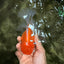 A Grade Red White Oranda Male 5.5 inches #081426OR_08