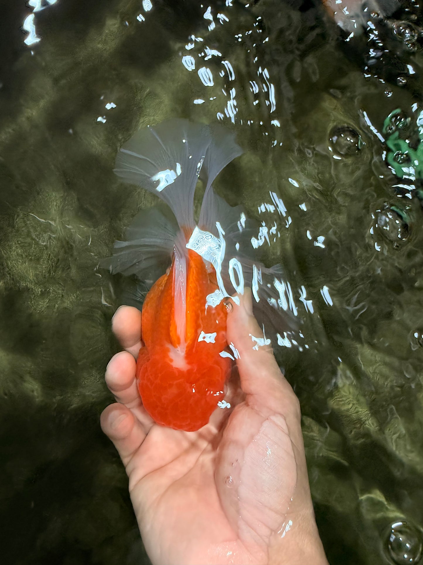 A Grade Red White Oranda Male 5.5 inches #081426OR_08