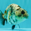 A Grade Tiger Ranchu Female 5-5.5 inches #073126RC_12