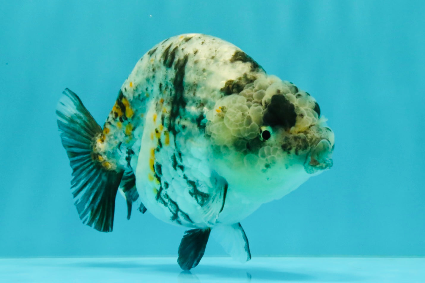 A Grade Tiger Ranchu Female 5-5.5 inches #073126RC_12