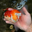 MARIO A Grade Red White Oranda Male 5.5-6 inches #101626OR_10