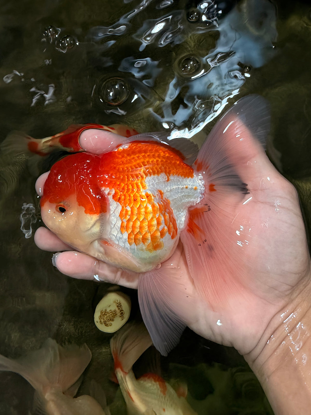 MARIO A Grade Red White Oranda Male 5.5-6 inches #101626OR_10