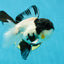 Cutie Face Panda Oranda Male 4.5-5 inches #042525OR_10