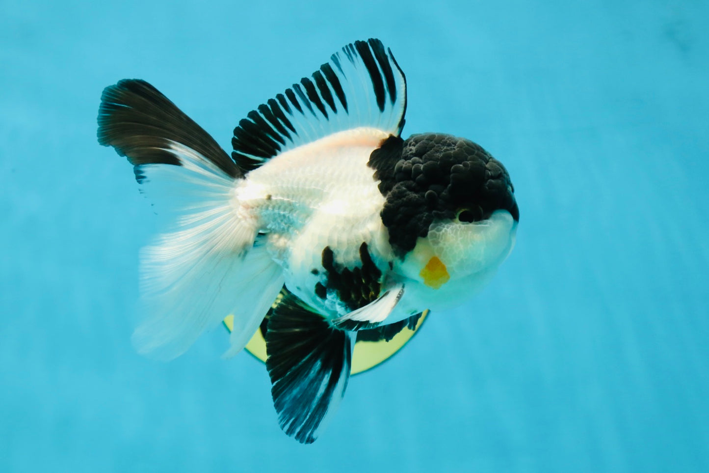Cutie Face Panda Oranda Male 4.5-5 inches #042525OR_10