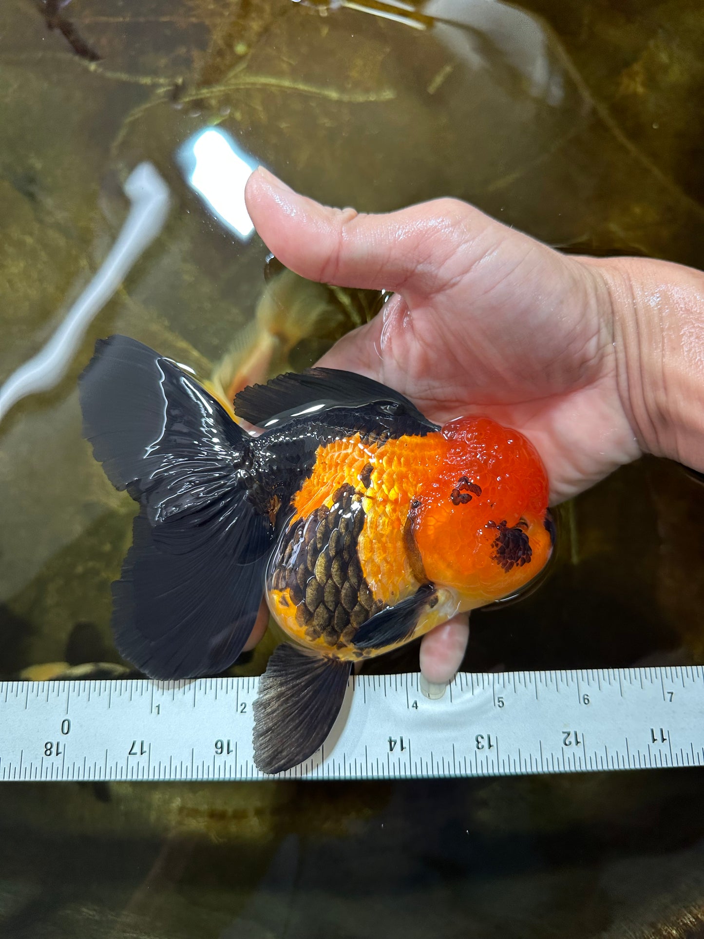 AAA Grade UNIQUE Apache Oranda Female 5.5-6 inches #080825OR_09