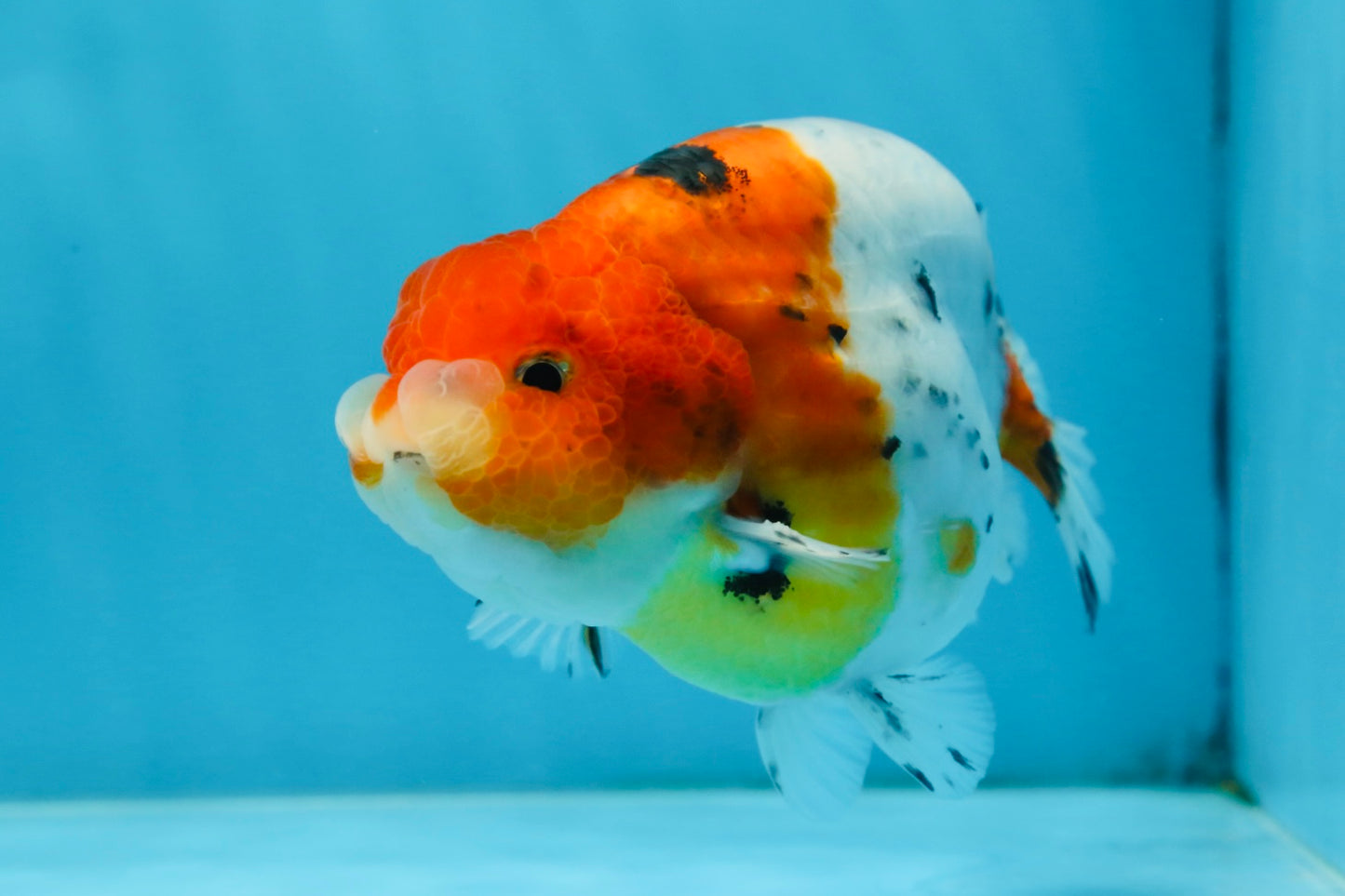 A Grade Freckled Chubby Calico LionKing 4.5 inches #062025LC_07