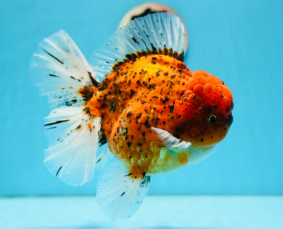 SHOW Grade Tiger Godzilla Oranda Male 6.5 inches #0915OR_14