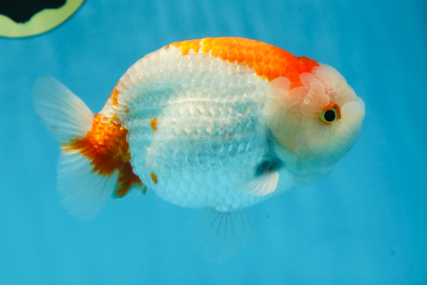 AAA Grade Red White LionKing 5.5 inches #082925LC_03