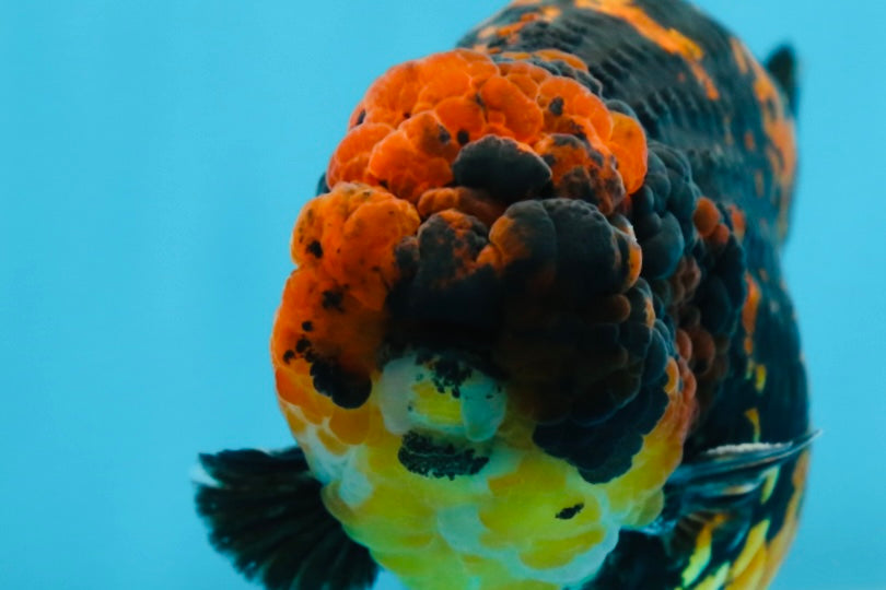 AAA Grade Tiger LionKing 5 inches #080825LC_23