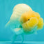 SPECIAL White Buffalo Ranchu Female 5.5 inch #092526RC_21