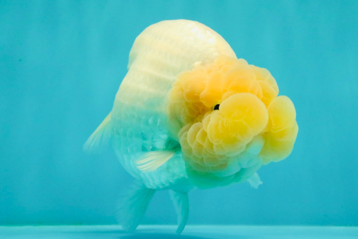 SPECIAL White Buffalo Ranchu Female 5.5 inch #092526RC_21