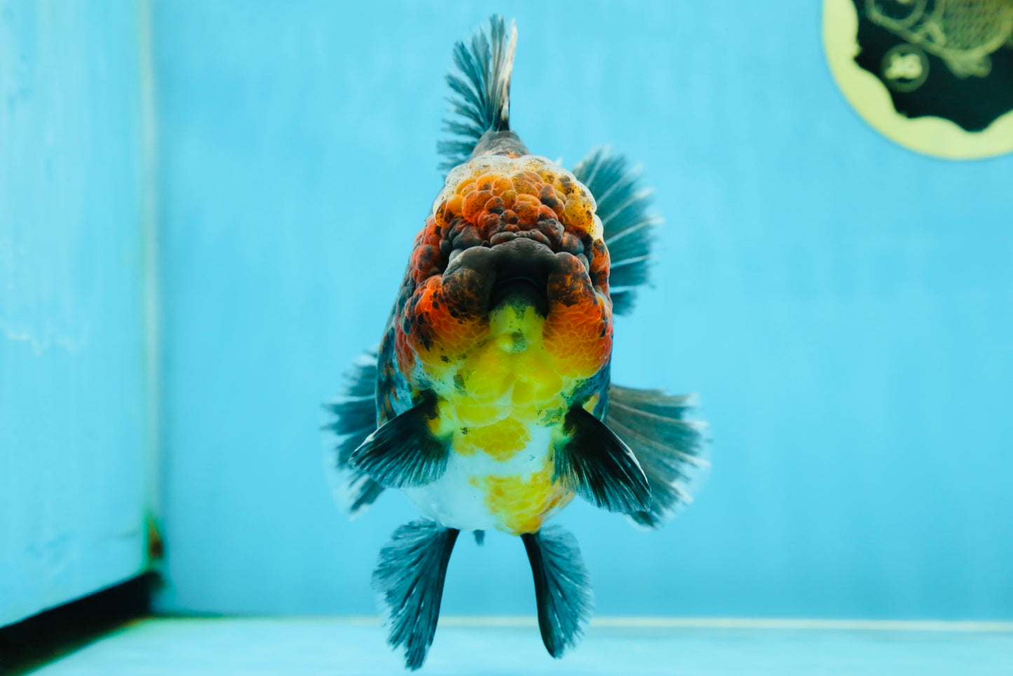 AAA Grade Godzilla Kirin Oranda Male 5.5 inches #050925OR_50