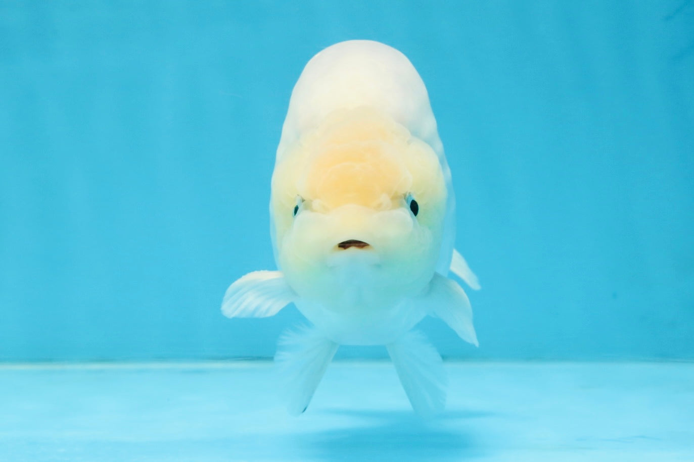A Grade Snow White Sakura Ranchu Male 5.5 inches #110725RC_15