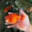 Red White Oranda Male 5.5-6 inches #082826OR_09