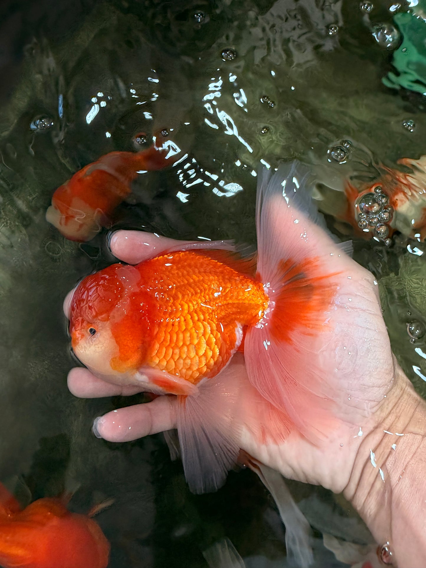 Red White Oranda Male 5.5-6 inches #082826OR_09