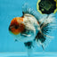 A Grade Calico Kirin Oranda Male 6-6.5 inches #121925OR_12