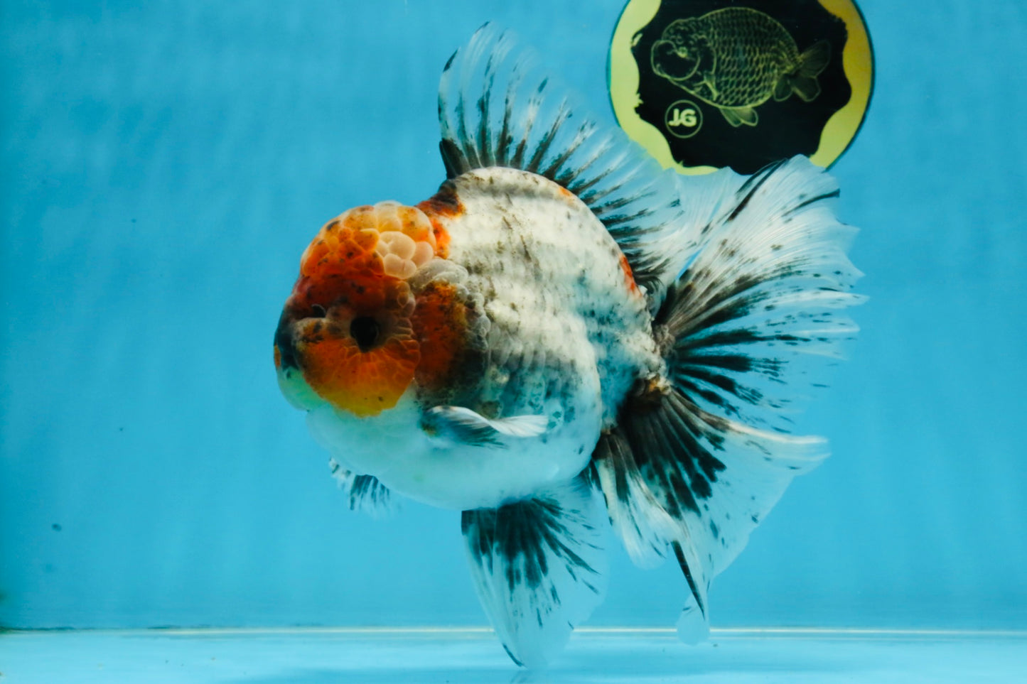 A Grade Calico Kirin Oranda Male 6-6.5 inches #121925OR_12