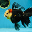 A Grade Tricolor Oranda Female 5.5-6 inches #062725OR_24