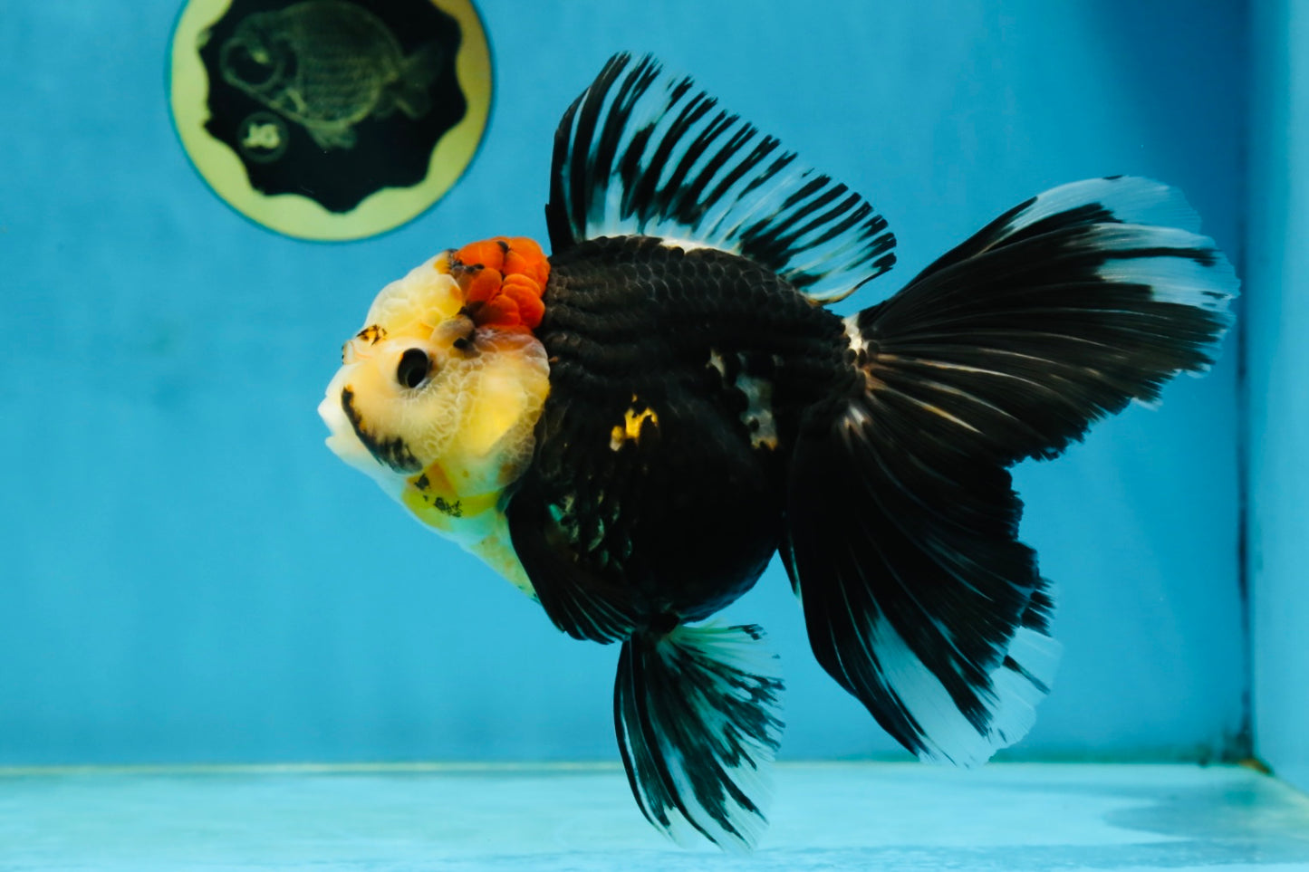 A Grade Tricolor Oranda Female 5.5-6 inches #062725OR_24