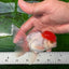 AAA Grade Red Cap Oranda Male 4.5 inches #0830OR_14