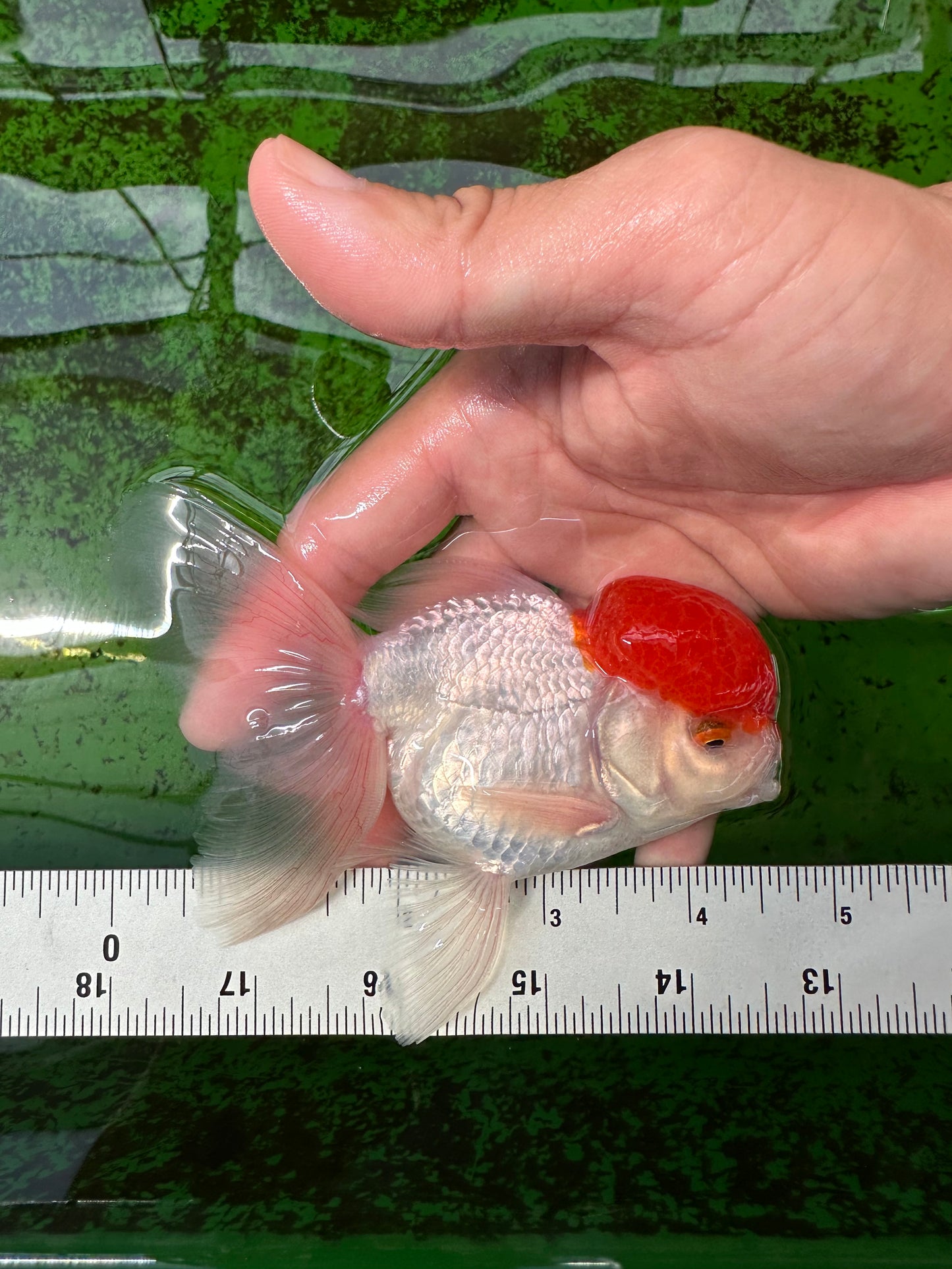 Oranda mâle à capuchon rouge de catégorie AAA 4,5 pouces #0830OR_14