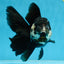 A Grade Panda Oranda Female 5.5 inches #081525OR_15