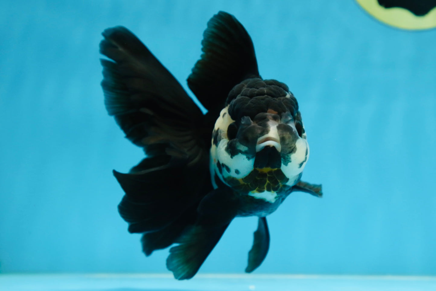 A Grade Panda Oranda Female 5.5 inches #081525OR_15