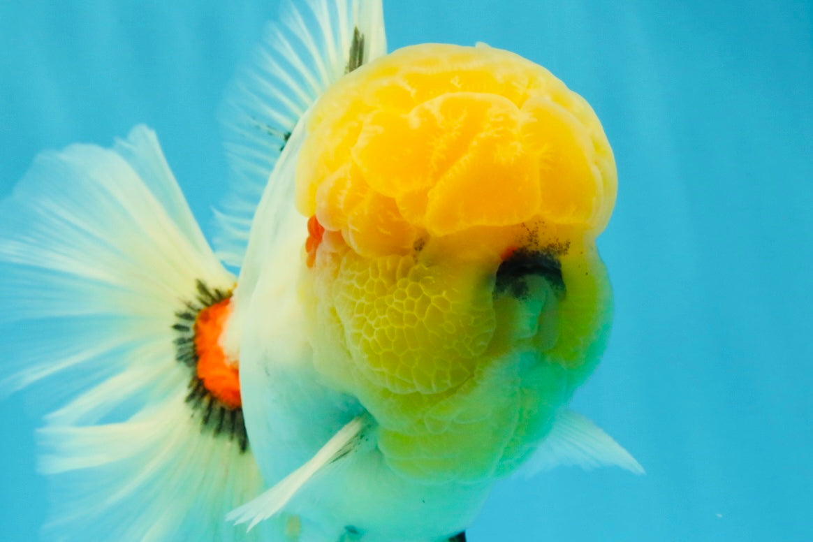 AAA Grade Marble Oranda Male 6.5 inches #022026OR_07