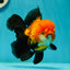 Black Red (Apache) Oranda Female 5.5 inches #102624OR_13