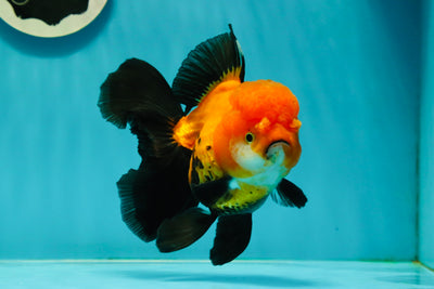 Black Red (Apache) Oranda Female 5.5 inches #102624OR_13