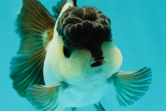 Panda Oranda Male 3-3.5 inches #1018OR_14