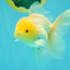 A Grade White Oranda Male 5-5.5 inches #102326OR_18