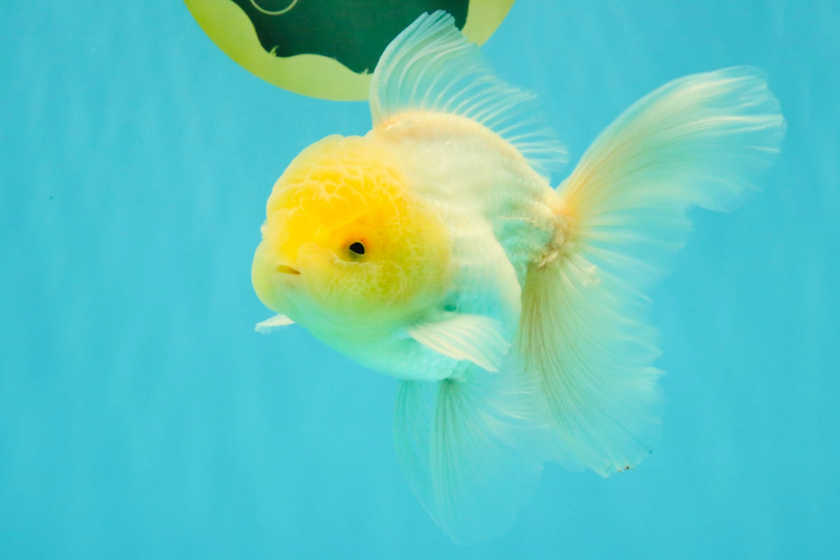 A Grade White Oranda Male 5-5.5 inches #102326OR_18