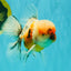 AAA Grade Calico Oranda Male 6-6.5 inches #070626OR_18