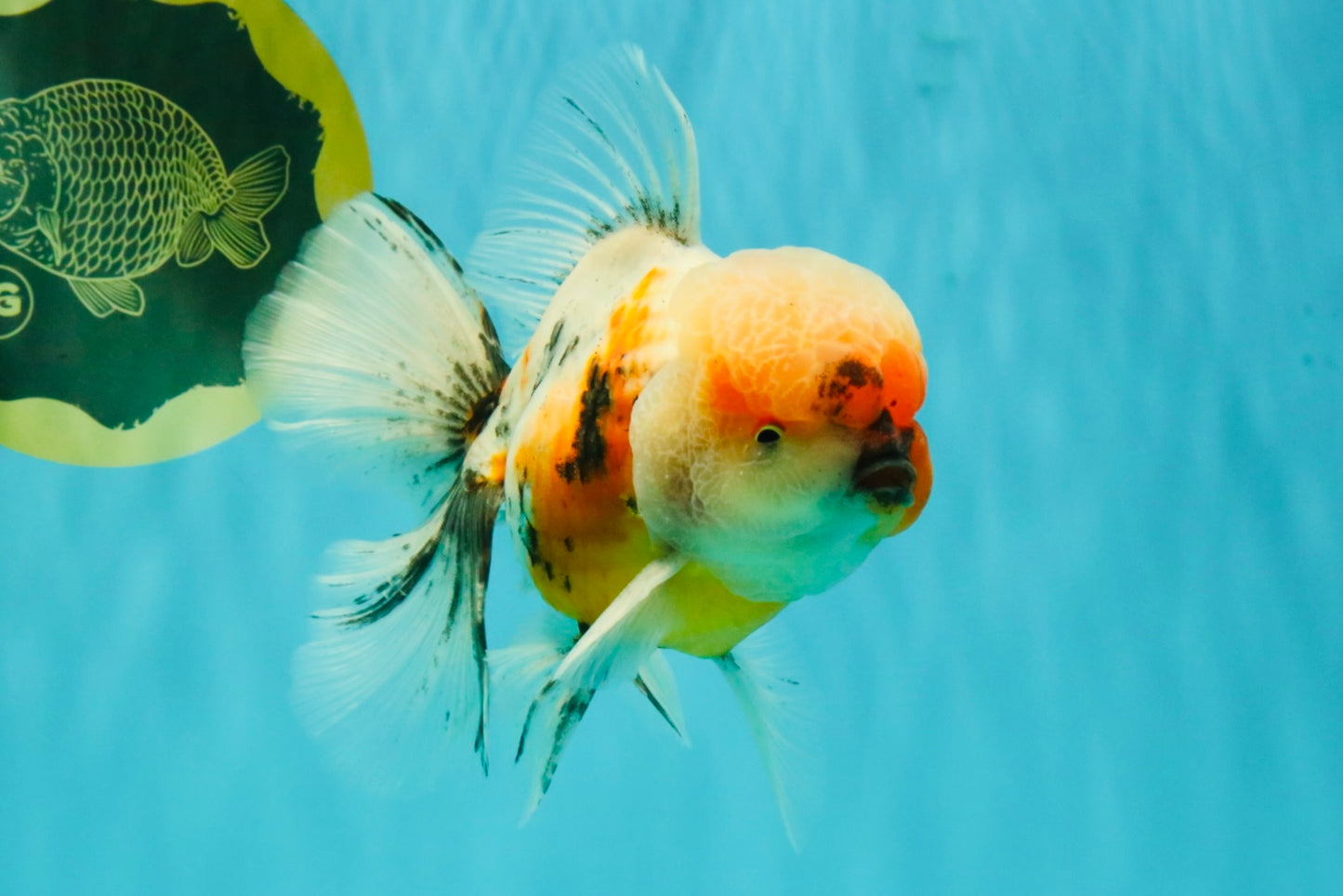 AAA Grade Calico Oranda Male 6-6.5 inches #070626OR_18