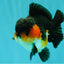 SHOW GRADE CHUBBY Tricolor Yuanbao Male 5 inches #071026YB_08