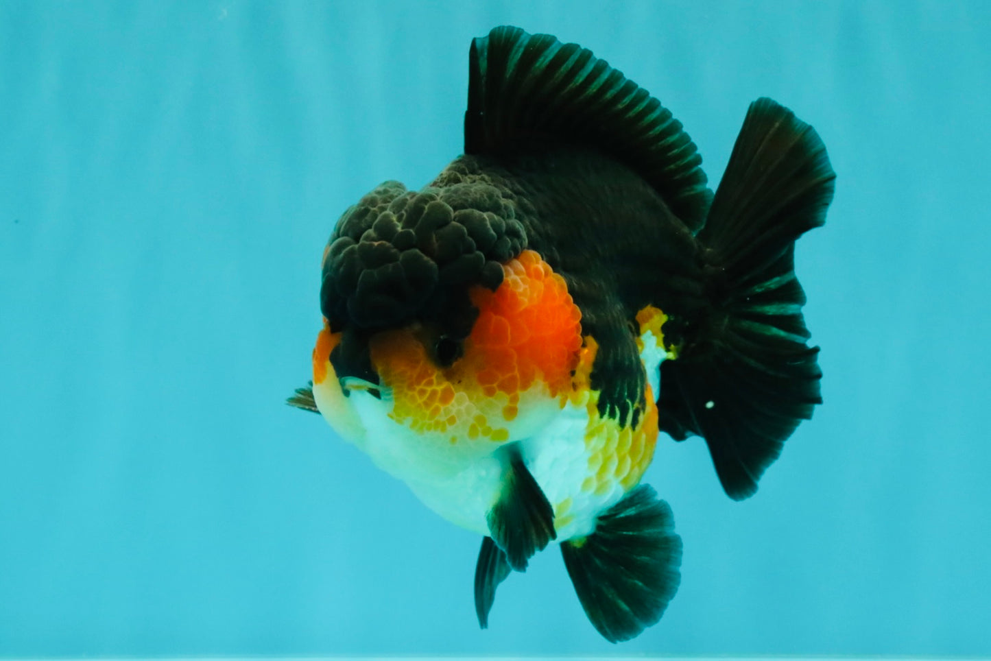 SHOW GRADE CHUBBY Tricolor Yuanbao Male 5 inches #071026YB_08