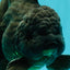 TOOTHLESS AAA Grade Calico Oranda Female 6 inches #100226OR_35