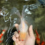 A Grade Lipsticks Red White Oranda Male 6 inches #101626OR_04