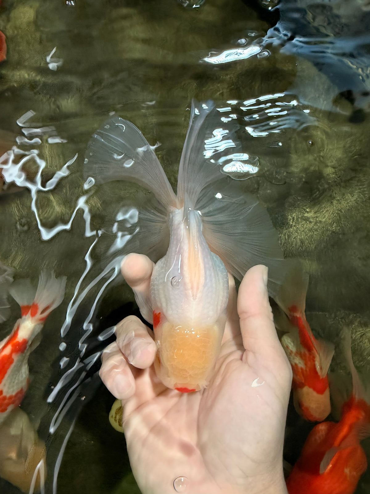 A Grade Lipsticks Red White Oranda Male 6 inches #101626OR_04