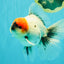 SPECIAL A Grade Red Head Marble Oranda Male 6.5-7 inches #082826OR_05