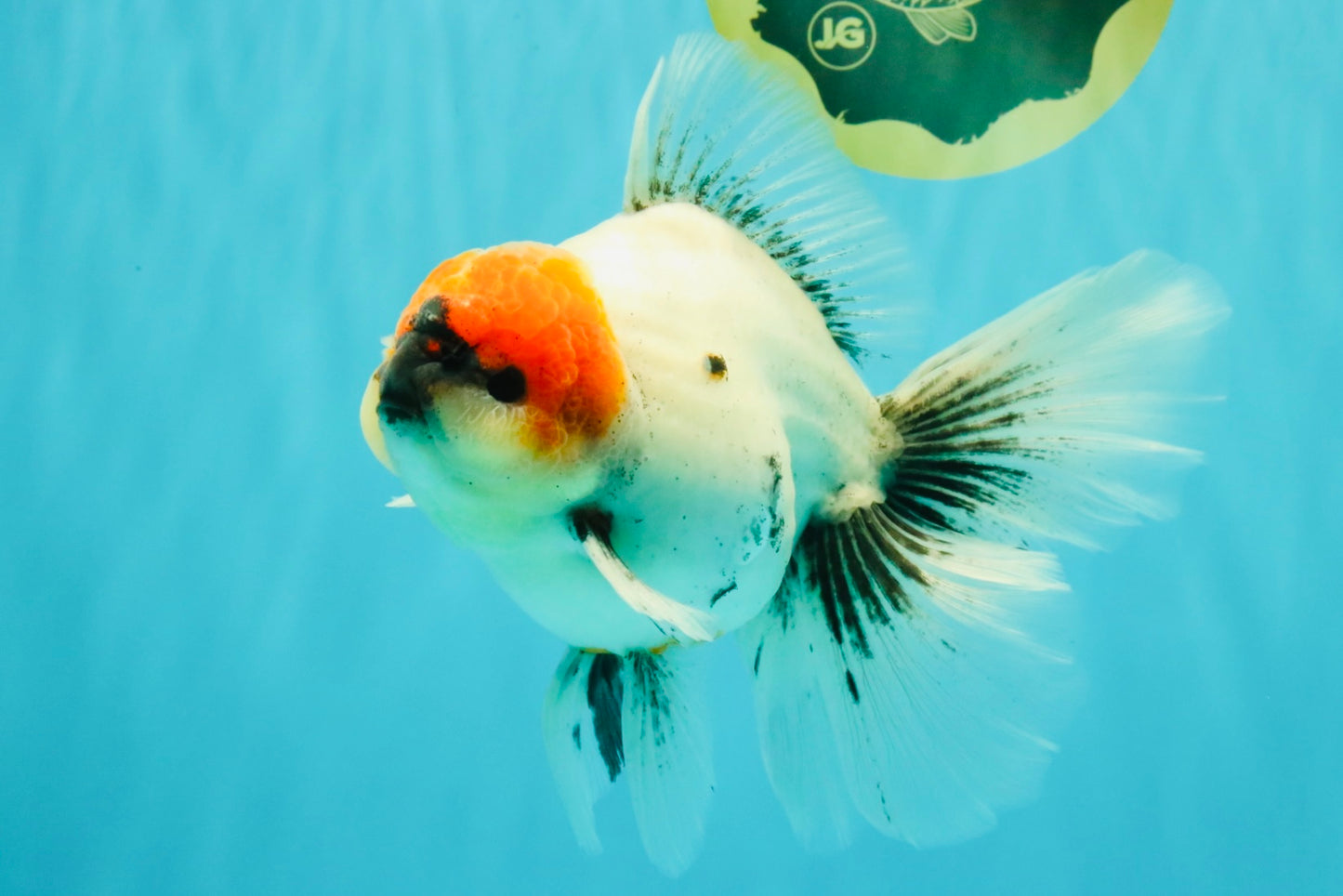 SPECIAL A Grade Red Head Marble Oranda Male 6.5-7 inches #082826OR_05