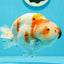 A Grade Chonky Egg Shape Tricolor Sakura Ranchu 5.5 inches #0531RC_04