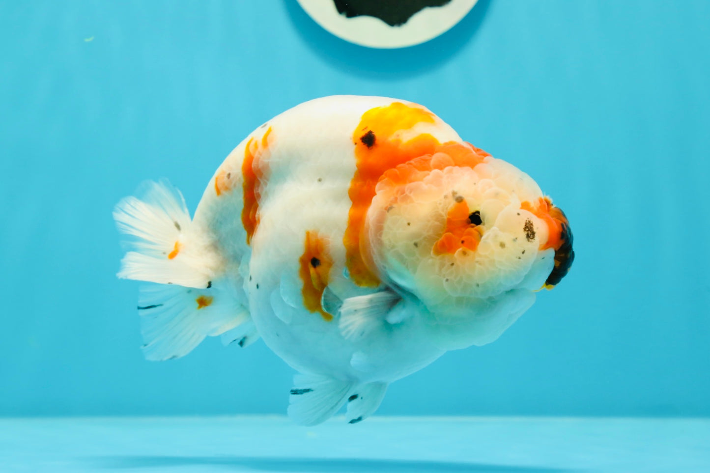 A Grade Chonky Egg Shape Tricolor Sakura Ranchu 5.5 inches #0531RC_04