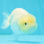 😙 Baby White Sakura Lionchu Female 3.5 inches #0301LC_05