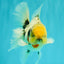 CHONKY AAA Grade Marble Button Eyes Oranda Male 6 inches #061926OR_27